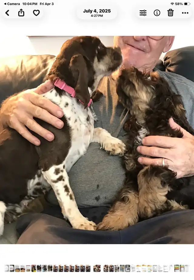 4 remaining Cockapoo puppies - Photo 6