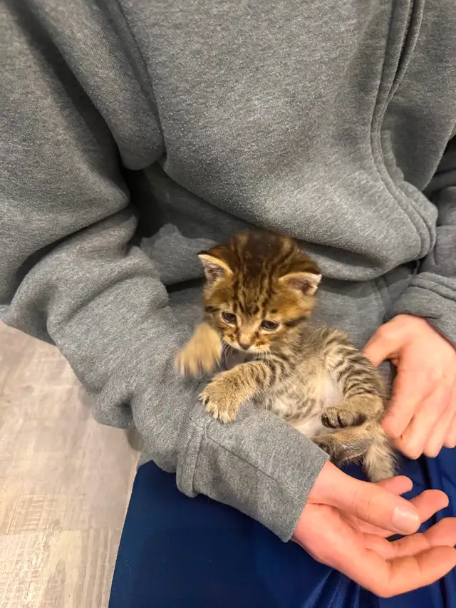 Chaton tigré mâle - Photo 2