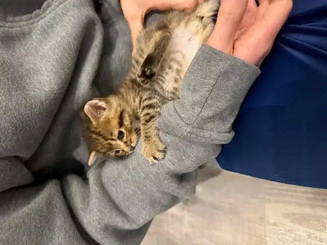 Chaton tigré mâle - Photo 3