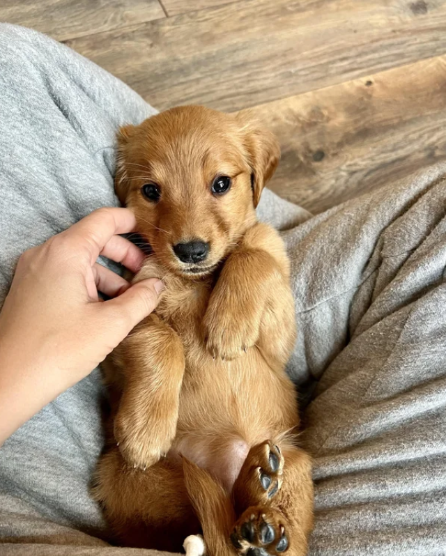 Dog Training, Daycare & Boarding Services – Calgary, Alberta