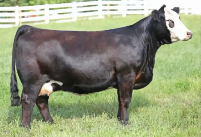 Simm Bull FOR SALE - Photo 2