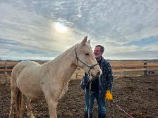 3-year-old Canadian registered Tennessee Walker
