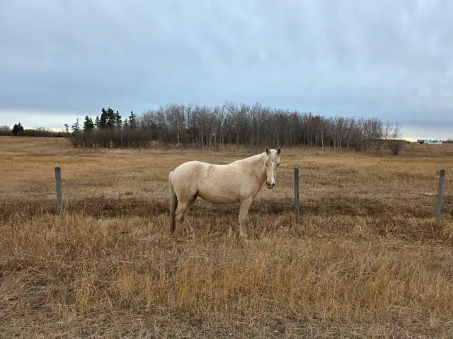 3-year-old Canadian registered Tennessee Walker - Photo 2