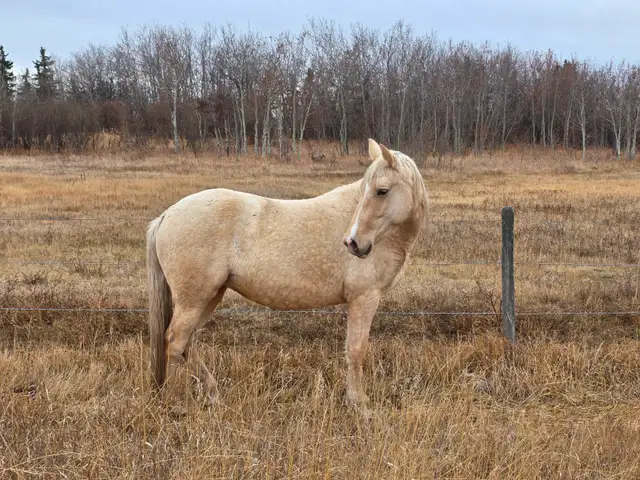 3-year-old Canadian registered Tennessee Walker - Photo 3