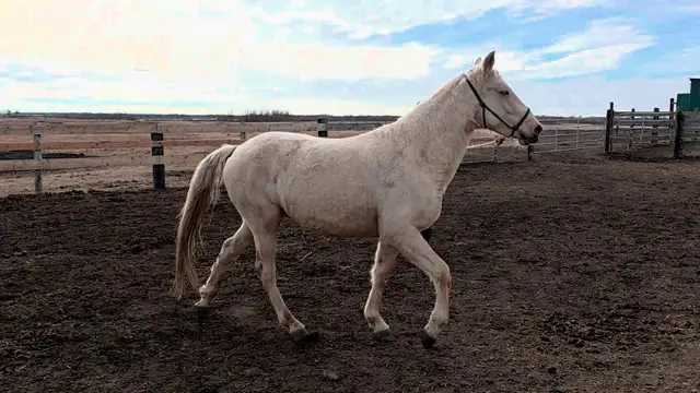 3-year-old Canadian registered Tennessee Walker - Photo 4