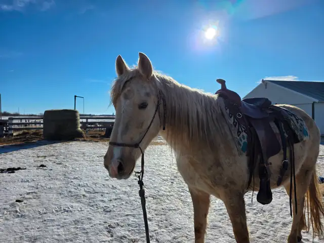 3-year-old Canadian registered Tennessee Walker - Photo 5