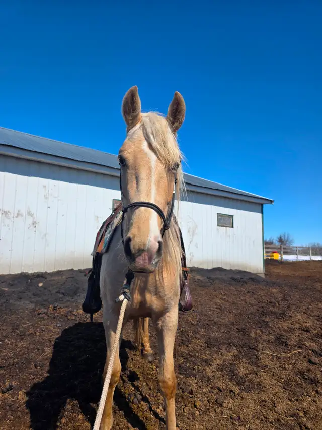 3-year-old Canadian registered Tennessee Walker - Photo 6