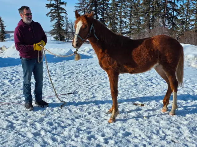 Yearling fox trotter gelding