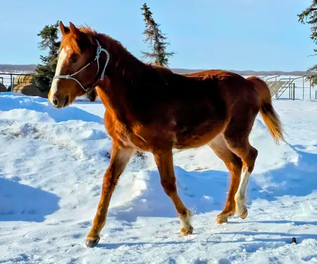Yearling fox trotter gelding - Photo 2