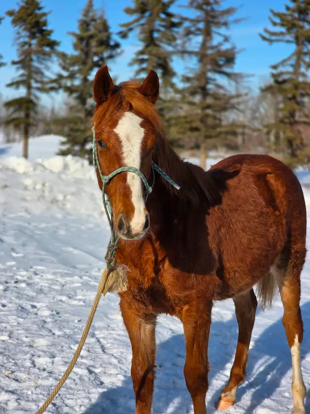 Yearling fox trotter gelding - Photo 3
