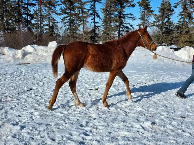 Yearling fox trotter gelding - Photo 4