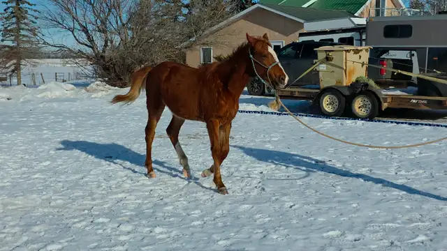 Yearling fox trotter gelding - Photo 5