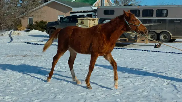 Yearling fox trotter gelding - Photo 6