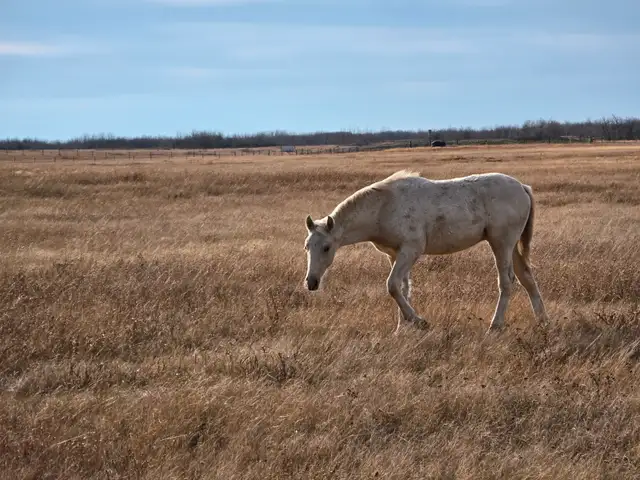 Yearling Palomino Tennessee Walker Filly