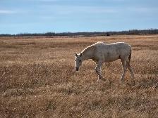 Yearling Palomino Tennessee Walker Filly