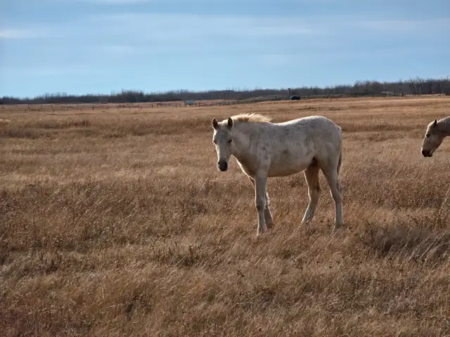 Yearling Palomino Tennessee Walker Filly - Photo 2