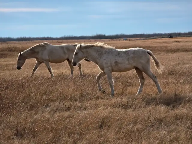 Yearling Palomino Tennessee Walker Filly - Photo 3