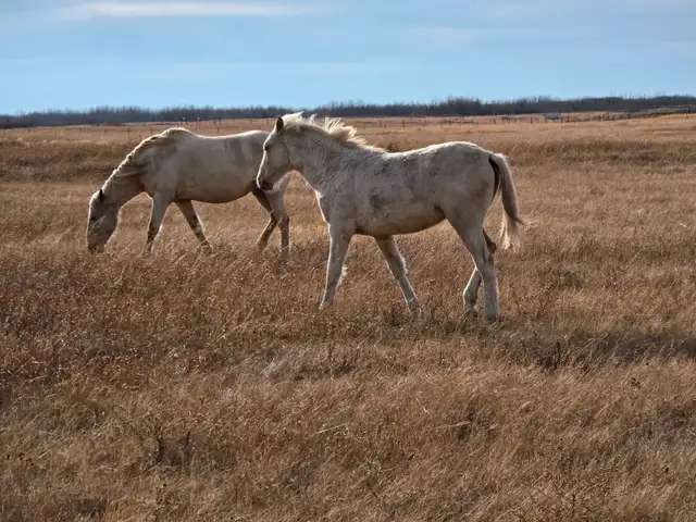 Yearling Palomino Tennessee Walker Filly - Photo 4