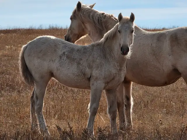 Yearling Palomino Tennessee Walker Filly - Photo 5