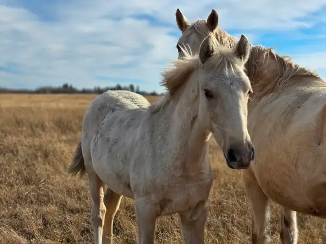 Yearling Palomino Tennessee Walker Filly - Photo 6