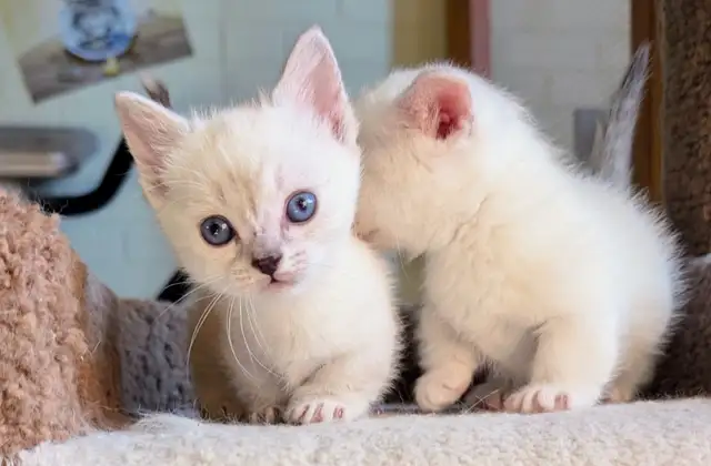 Munchkin kittens