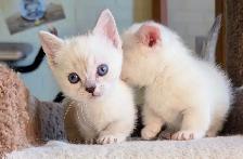 Munchkin kittens