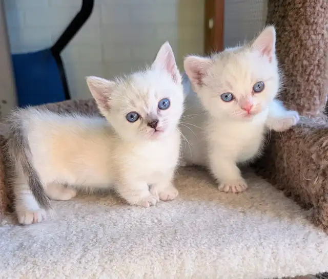 Munchkin kittens - Photo 2
