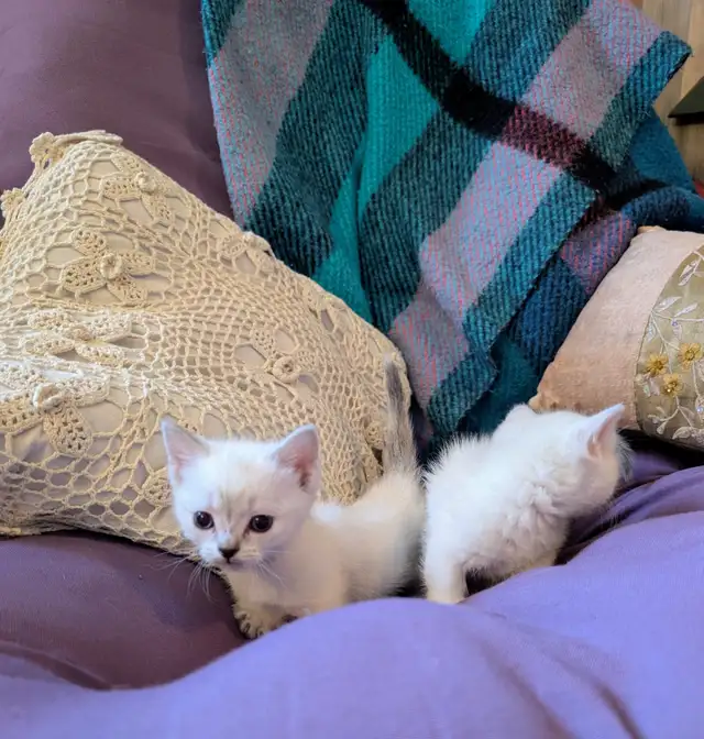 Munchkin kittens - Photo 3
