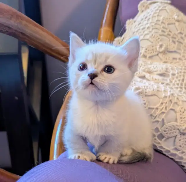 Munchkin kittens - Photo 4