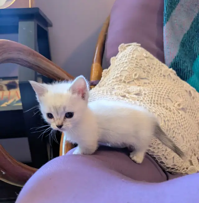 Munchkin kittens - Photo 5