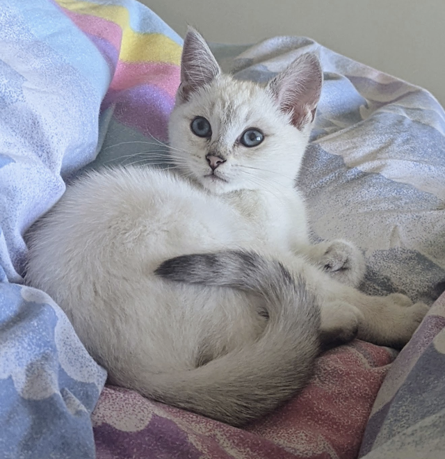 Munchkin kittens - Photo 6