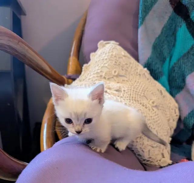 Munchkin kittens - Photo 8