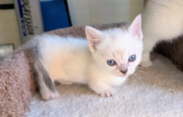 Munchkin kittens - Photo 9