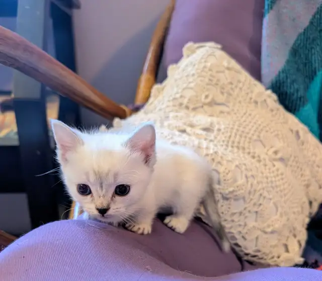 Munchkin kittens - Photo 10