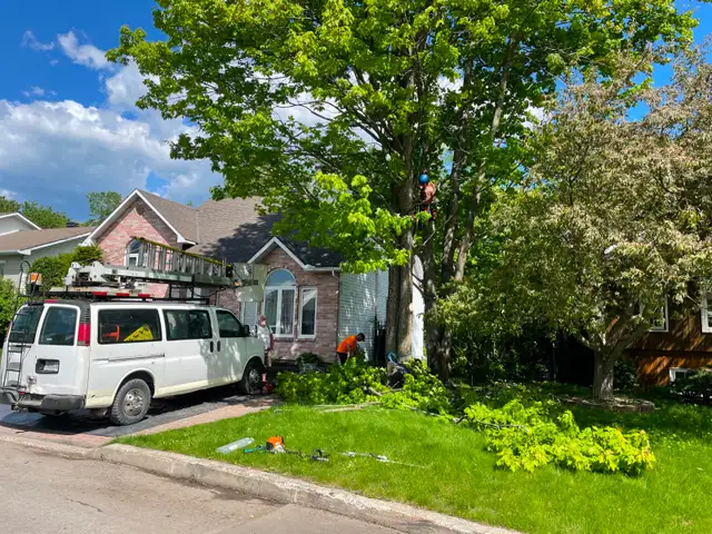 abattage arboriste secours - Photo 7