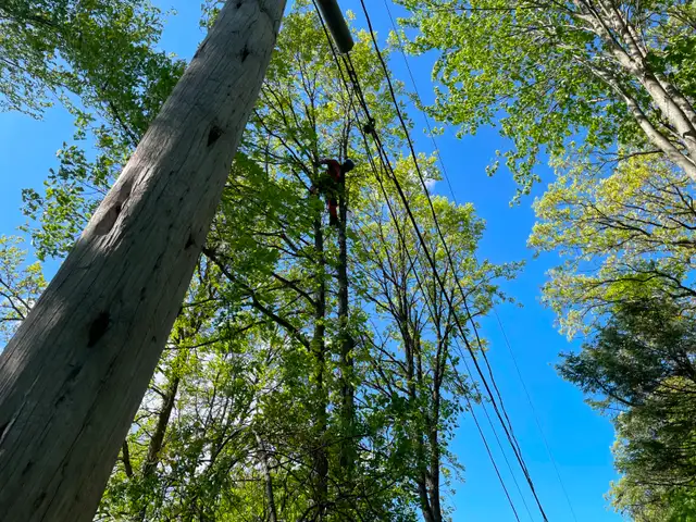 abattage arboriste secours - Photo 9