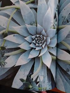 Landscape/Garden Assistant