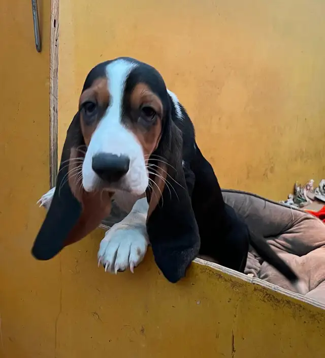 BEAUTIFUL FEMALE BASSET HOUND PUP