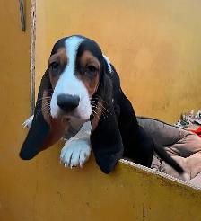 BEAUTIFUL FEMALE BASSET HOUND PUP