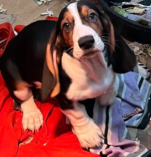 BEAUTIFUL FEMALE BASSET HOUND PUP - Photo 2