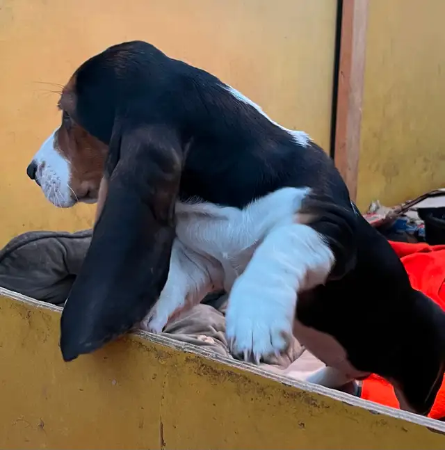 BEAUTIFUL FEMALE BASSET HOUND PUP - Photo 3