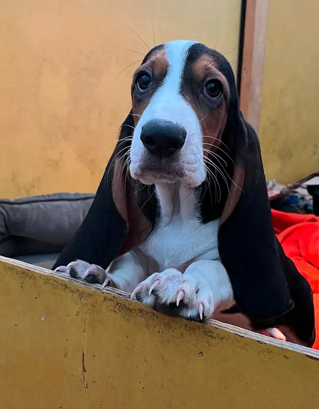 BEAUTIFUL FEMALE BASSET HOUND PUP - Photo 4