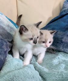 Ragdoll /Ragamese kittens