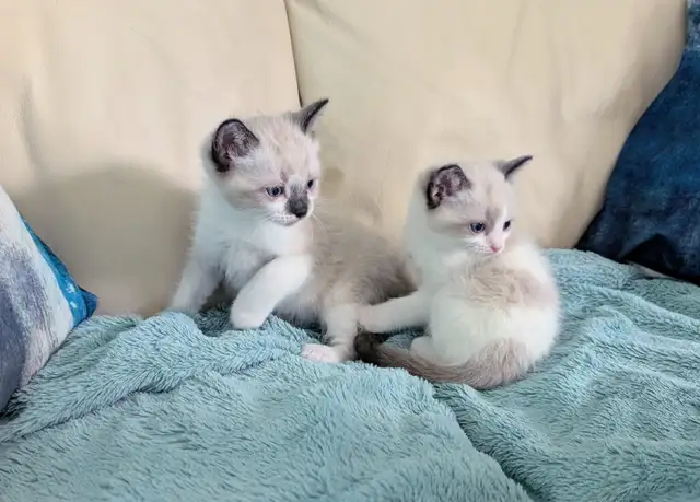 Ragdoll /Ragamese kittens - Photo 2