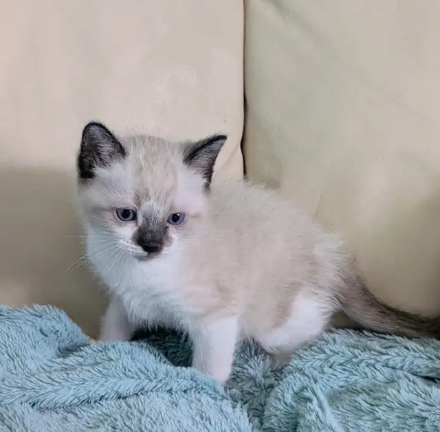 Ragdoll /Ragamese kittens - Photo 4