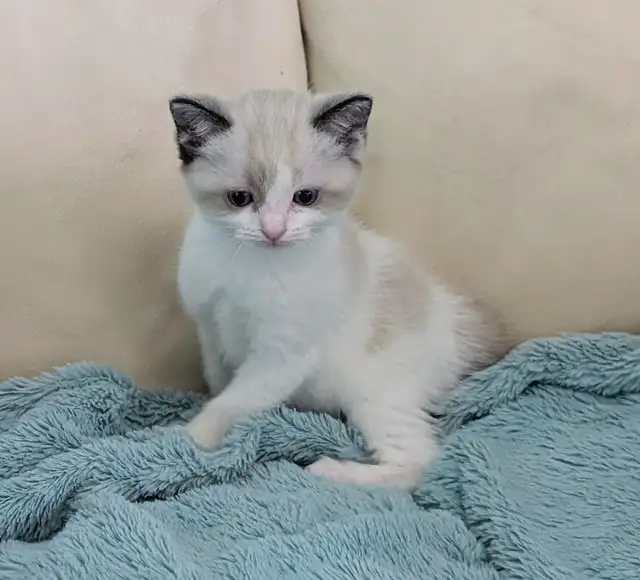 Ragdoll /Ragamese kittens - Photo 5