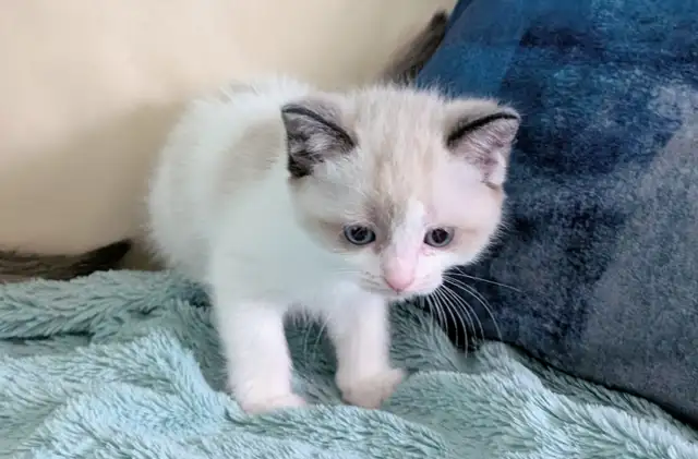 Ragdoll /Ragamese kittens - Photo 7