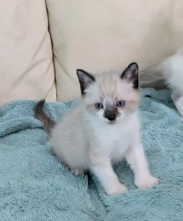 Ragdoll /Ragamese kittens - Photo 8