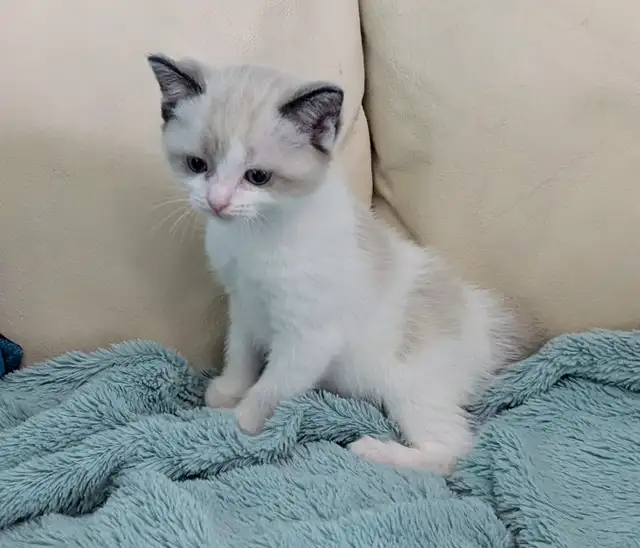 Ragdoll /Ragamese kittens - Photo 9