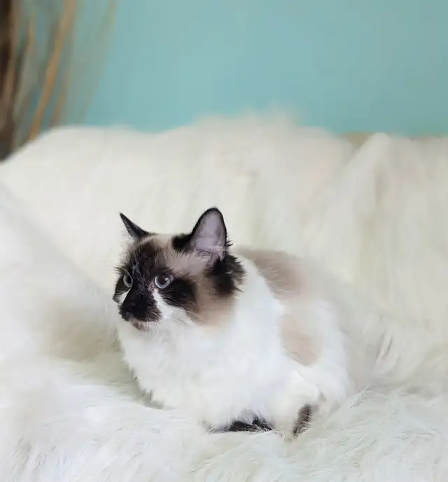 Ragdoll /Ragamese kittens - Photo 10